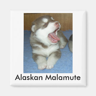 Aimant Malamute de l'Alaska, Malamute de l'Alaska