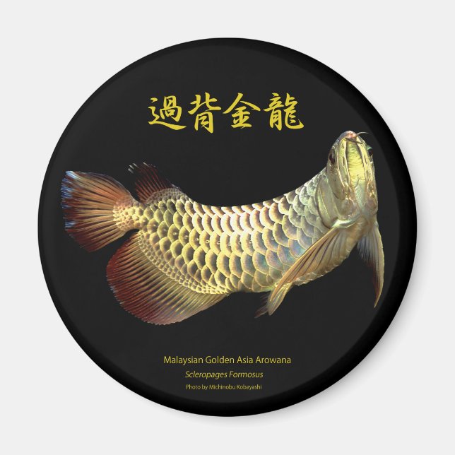 Aimant Malaysian Golden Arowana (Devant)