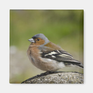 Aimant Male Chaffinch (WILD: Fringilla coelebs)