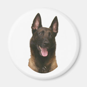 Aimant malinois belge