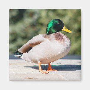 Aimant Mallard Drake