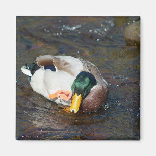 Aimant Mallard Drake