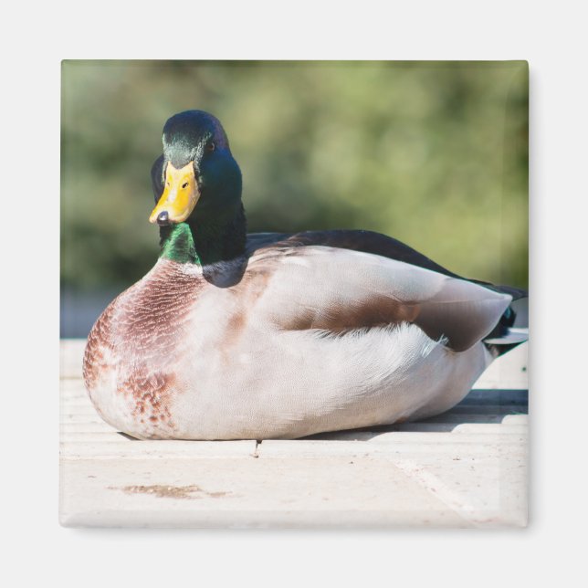 Aimant Mallard Drake (Devant)