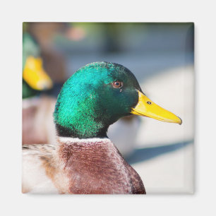 Aimant Mallard Drake