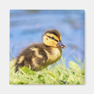 Aimant Mallard Duckling