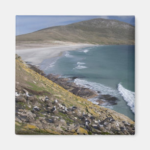 Aimant Malouines, Falkland Ouest, Saunders