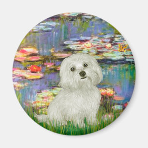 Aimant Maltais 11 - Lys 2