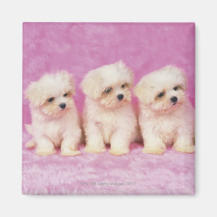 Aimant Maltese Dog ; est une petite race de chien blanc