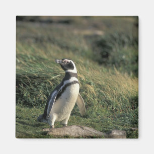 Aimant Manchot de Magellan (Spheniscus magellanicus),
