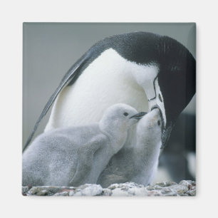 Aimant Manchots à collier, Pygoscelis antarctica),