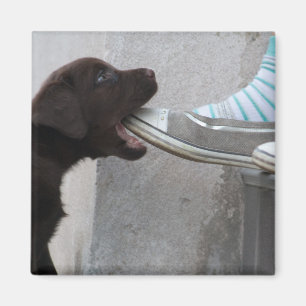 Aimant Mange Ma Chaussure ! Labrador Puppy