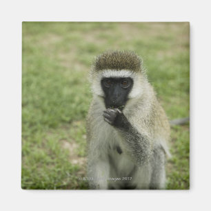 Aimant Manger des singes vervet, Afrique