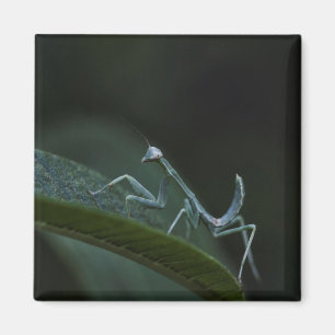 Aimant Mantis de prière pour bébé