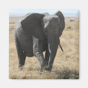 Aimant marche des éléphants