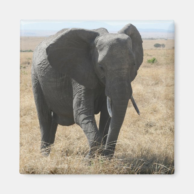 Aimant marche des éléphants (Devant)
