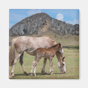 Aimant Mare & Colt au cratère volcanique de Rano Raraku