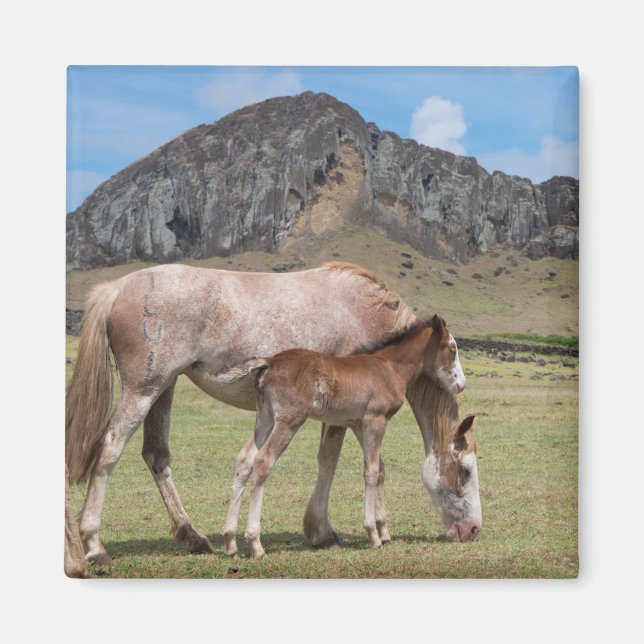 Aimant Mare & Colt au cratère volcanique de Rano Raraku (Devant)