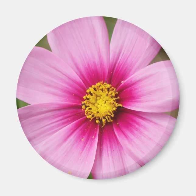 Aimant marguerite rose vif (Devant)