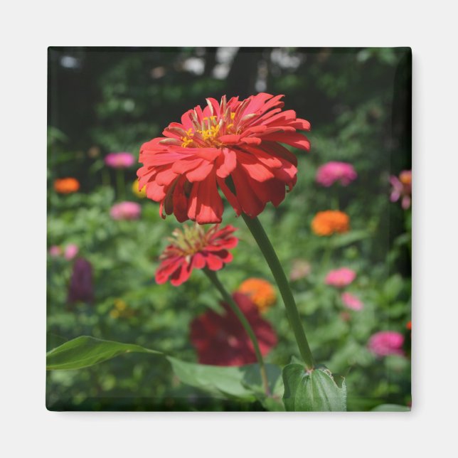 Aimant marguerite rouge orangé fleuri, jardin de fleurs r (Devant)