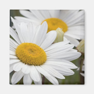 Aimant Marguerites assez blanches