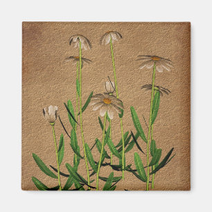Aimant Marguerites sur floral de papier âgé