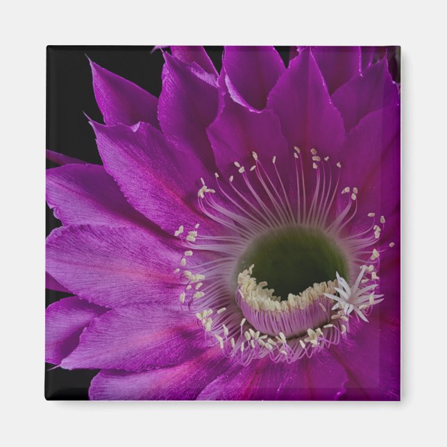 Aimant Maria Piazza fleurit (Devant)