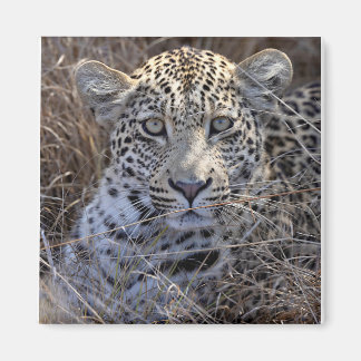 Aimant Maribye se cachant dans l'herbe