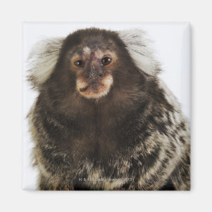 Aimant Marmoset blanc sur branche, gros plan, studio