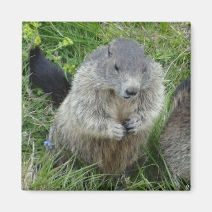 Aimant Marmot