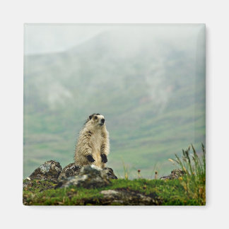 Aimant Marmot