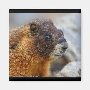 Aimant Marmot