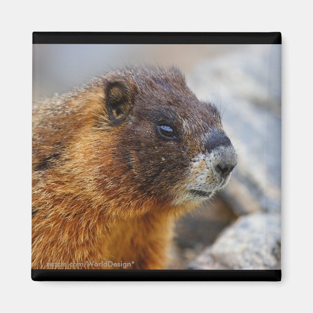 Aimant Marmot (Devant)