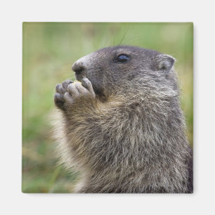 Aimant Marmota marmota