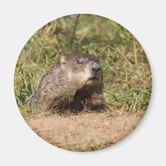 Aimant Marmotte