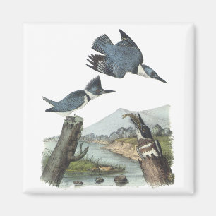 Aimant Martin-pêcheur ceinturé, John Audubon