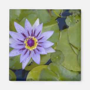 Aimant Martinique, Antilles françaises, Antilles occident