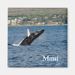 Aimant Maui Rorqual à bosse brassant l'aimant