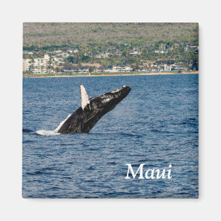 Aimant Maui Rorqual à bosse brassant l'aimant