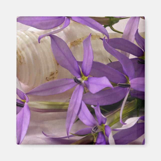 Aimant Mauve Starshine Laurentia (Devant)