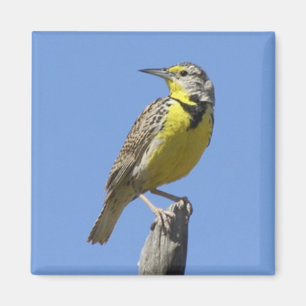 Aimant Meadowlark occidental