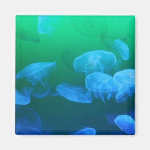 Aimant Méduse transparente