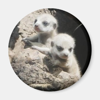 aimant meerkat 3
