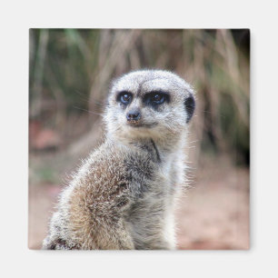 Aimant meerkat stare