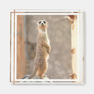 Aimant Meerkat sur l'aimant de l'attention