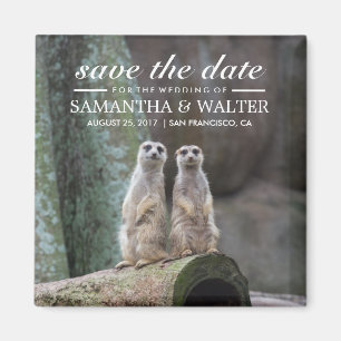 Aimant Meerkats Adorables Enregistrer La Date
