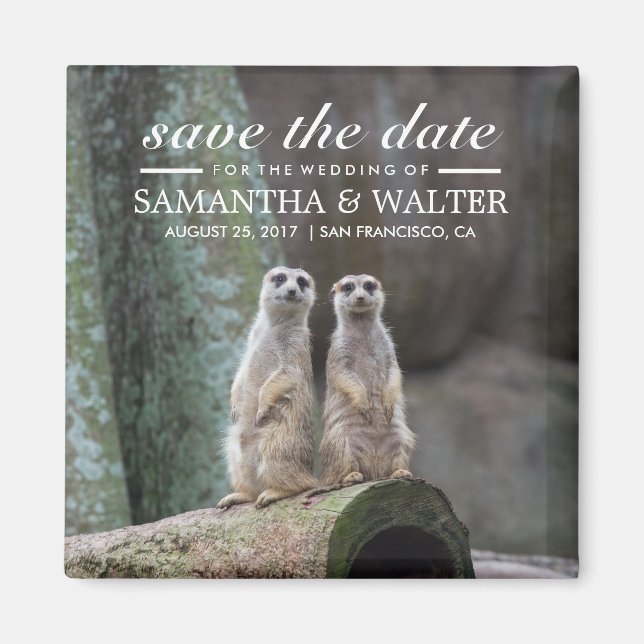 Aimant Meerkats Adorables Enregistrer La Date (Devant)
