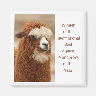 Aimant Meilleure Monobrow d'Alpaca