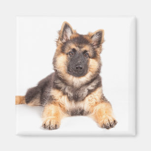 Aimant Mélange de berger allemand de Collie Bordure