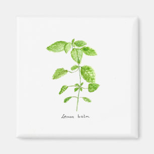 Aimant Mélisse eau jardin aquarelle