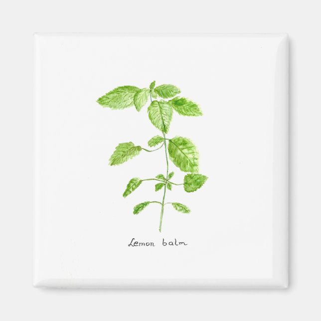 Aimant Mélisse eau jardin aquarelle (Devant)